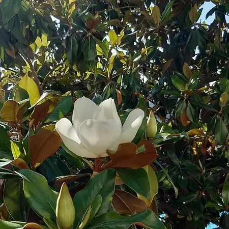 Apartmanhotel Apartcomplex Splendid Szent Konstantin és Elena