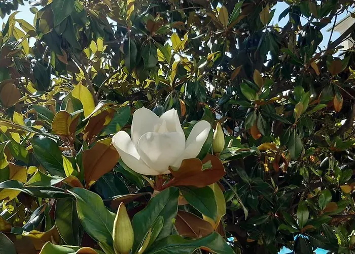 アパートホテル Apartcomplex Splendid セインツ・コンスタンティン＆ヘレナ